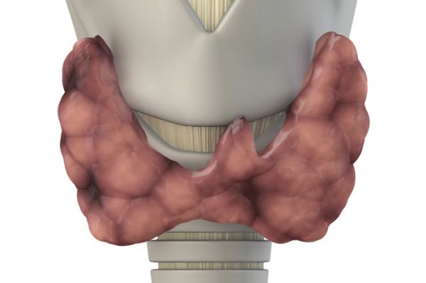 가슴 떨림, 빠른 맥박… 갑상선기능항진증 예방과 개선에 좋은 음식은 ...