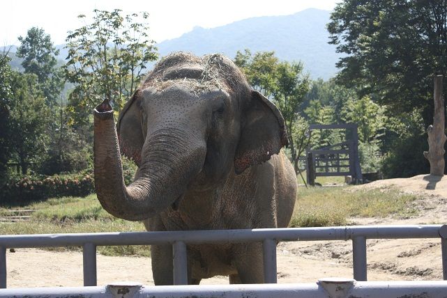 코끼리 서울대공원