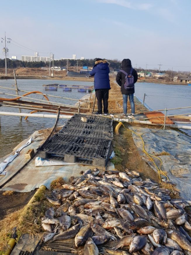 삽교호 현대차 기름유출