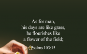 [Bread of Life] Psalms 103:15