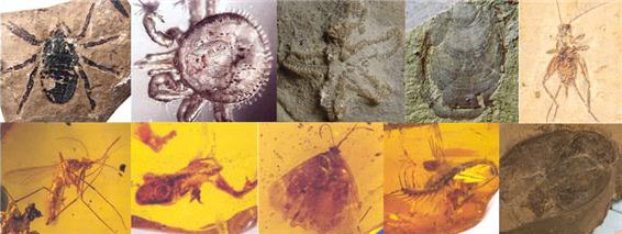 ▲진화론적 시간 틀로 수억 수천만 년 전의 화석 생물들은 오늘날 살아있는 생물들과 사실상 동일한 모습이다. (왼쪽 위부터 시계방향으로) 거미, 진드기, 불가사리, 개맛, 귀뚜라미, 바퀴벌레, 지네, 나비, 개구리, 모기 화석.