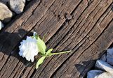 작은 흰색 국화 로즈 철도 어린이 자살 사랑하는 메모리 꽃 백색 꽃잎 녹색 잎 기억