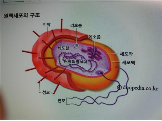 원핵세포