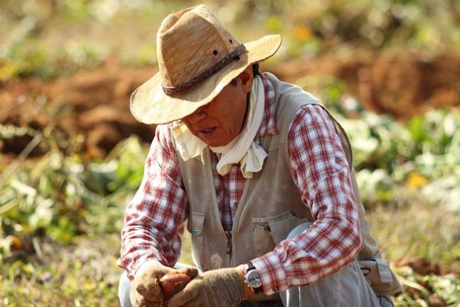 farmer harvest farm