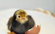 hatch easter life new chicks cute chicken