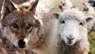 sheep lambs pure wolf wild nature