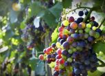 grapes vine fruit plant grape