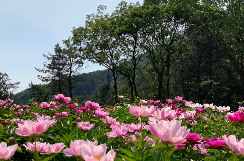 ▲동두천 두레마을 약초밭.