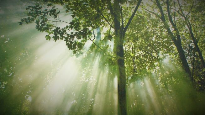 심미안 성령 임재 숲 나무 빛 거룩 햇살 동역