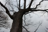 고목나무 나무 겨울나무 앙상 낙엽