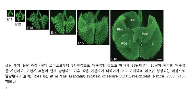 네이처에서 공개한 생쥐 폐의 발달 과정