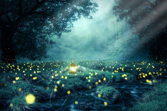 반딧불이 밤 숲 반딧불 빛 칸델라 자연 트리 안개 자연 벽지 줌 배경 발광 생물