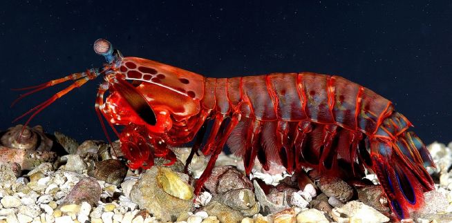 사마귀새우 mantis shrimp