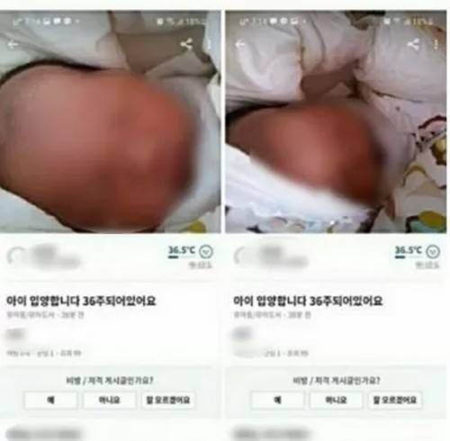 당근마켓 아이 입양