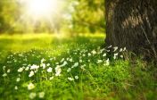 오요한 시편  햇살 꽃 초원 나무 줄기 햇빛 빛 광선 야생화 야생초