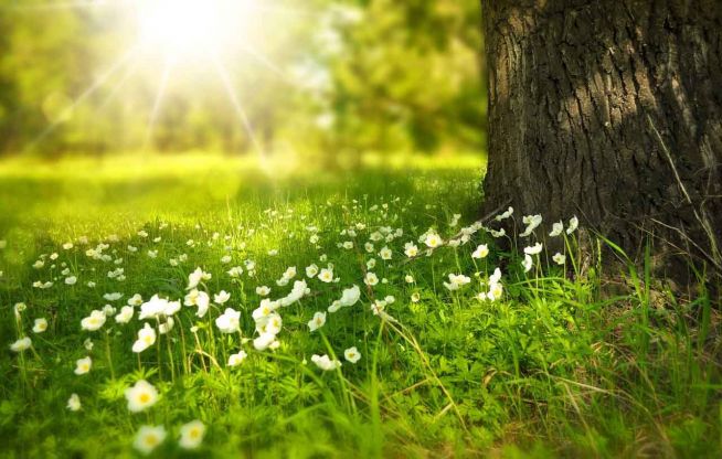 오요한 시편  햇살 꽃 초원 나무 줄기 햇빛 빛 광선 야생화 야생초