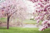 오요한 시편 봄 꽃 목련 나무 찬양