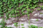 벽 자연 덩쿨 나뭇잎 식물 담쟁이 담 덩굴 녹색 초록 잎 회색 담벼락 갈등