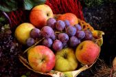 추수감사주일 추수감사절 추수 가을 과일 바구니 포도 사과 붉은 신선한 열매 결실