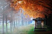 가을 원두막 풍경 희망 단풍 담양
