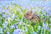 다람쥐 쳇바퀴 꽃 동물 자연 귀여운 작은 동물 사랑