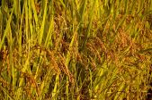 쌀 벼 가을 결실 식물 추수 농사 들판 논 수확 농촌 열매 익은 가을 과실 추수감사