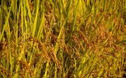 쌀 벼 가을 결실 식물 추수 농사 들판 논 수확 농촌 열매 익은 가을 과실 추수감사