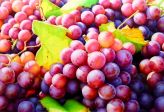 김대연 Grapes