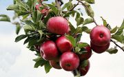 사과 아담 이브 선악과 가을 애플 익은 과수원 나무 사과나무