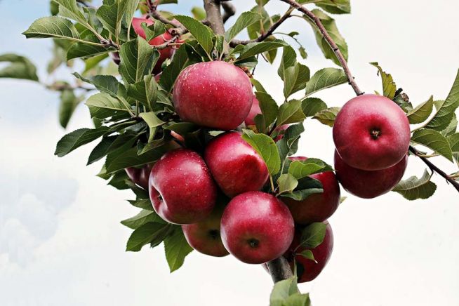 사과 아담 이브 선악과 가을 애플 익은 과수원 나무 사과나무