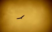 독수리 새 깃털 날개 매 비상 날다 soar 날아오르다 자유 비행 하늘 방향 향해