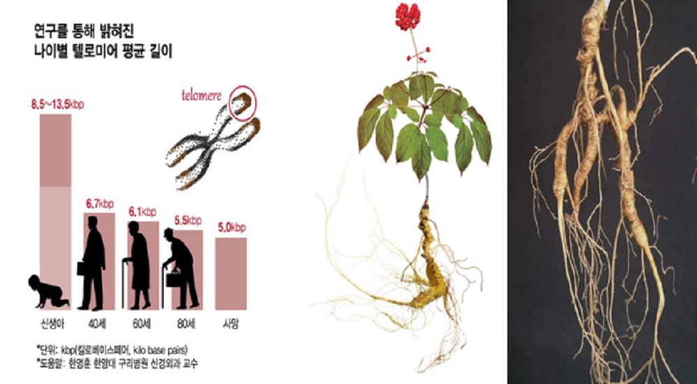 ▲나이별 텔로미어 평균 길이와 산삼.
