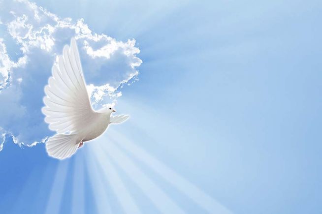 순결 순수 정직 비둘기 평화 구름 사랑 하늘 자연 하나님 임재 성령 빛