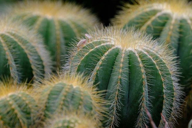 선인장 cactus 가시 자연 식물 사막 아프리카 수분 물 생명